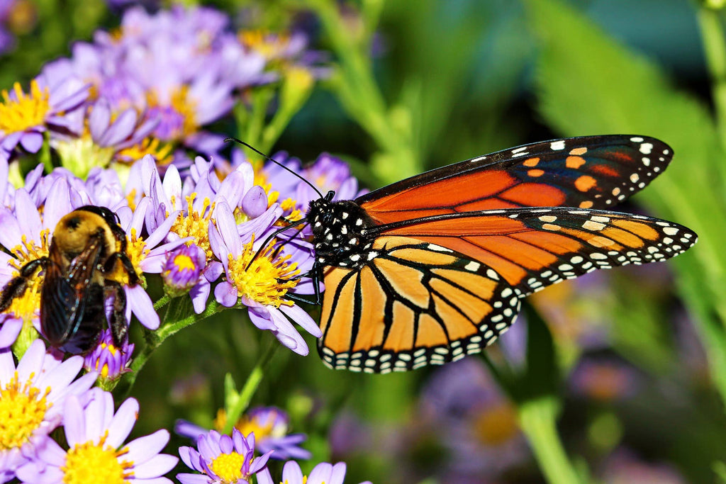 Wildflower Seeds 'Monarch Butterfly Mix'